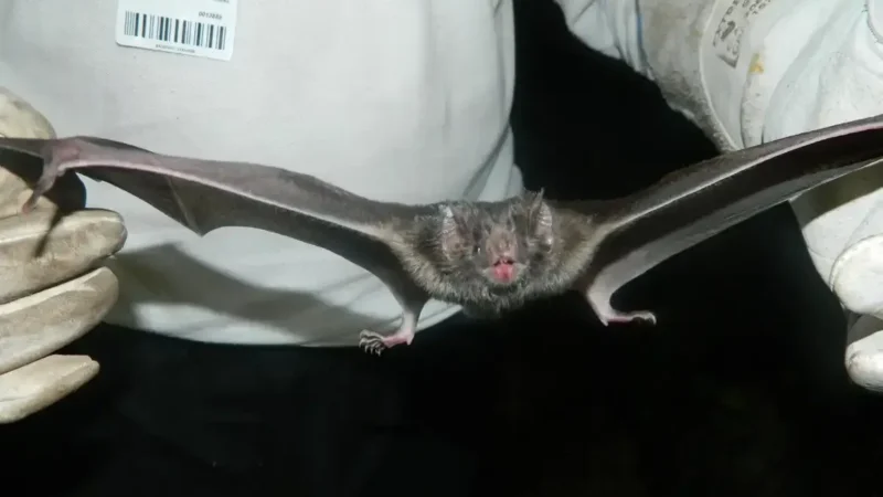 Morcego com raiva em Betim: como proteger pessoas e animais