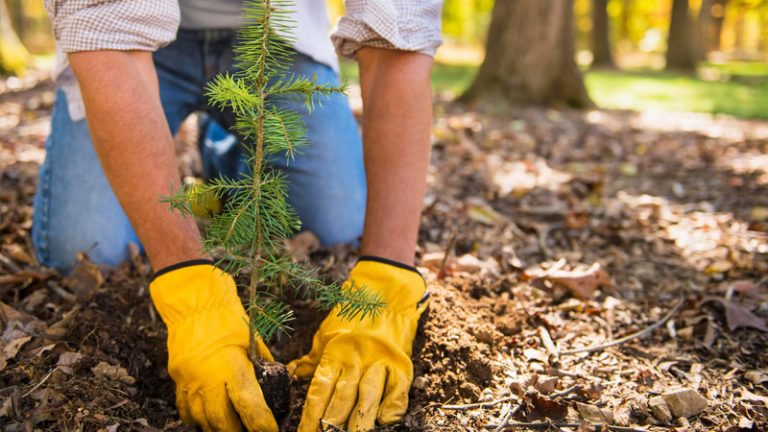 Betim celebra o dia da árvore promovendo arborização urbana
