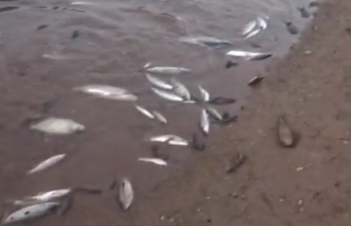 Mortandade de peixes no rio Paraopeba preocupa ambientalistas