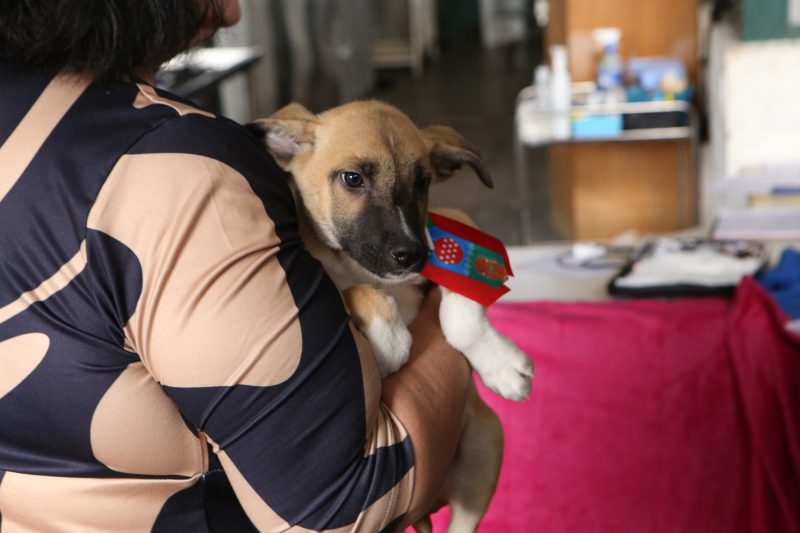 Prefeitura promove evento de adoção de cachorro e gato em Betim