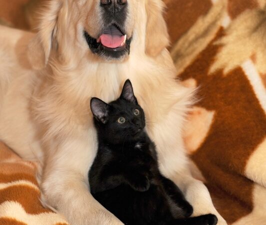 Prefeitura promove evento de adoção de cachorro e gato em Betim