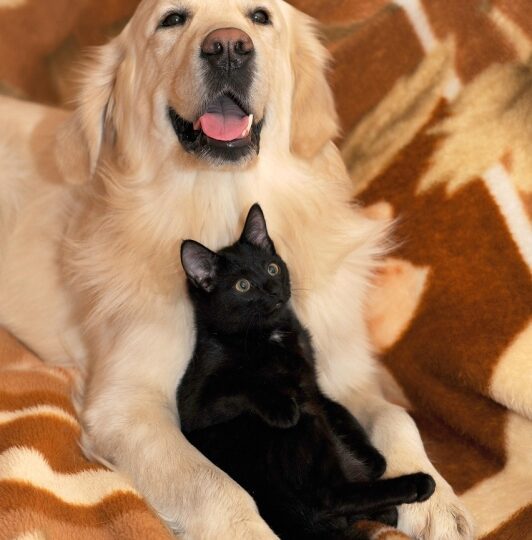 Prefeitura promove evento de adoção de cachorro e gato em Betim