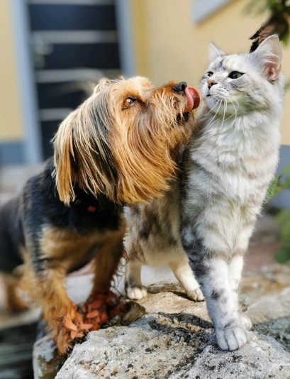 adoção responsável