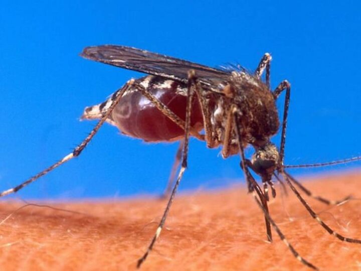 Betim libera mosquito contra a dengue em cinco bairros da cidade