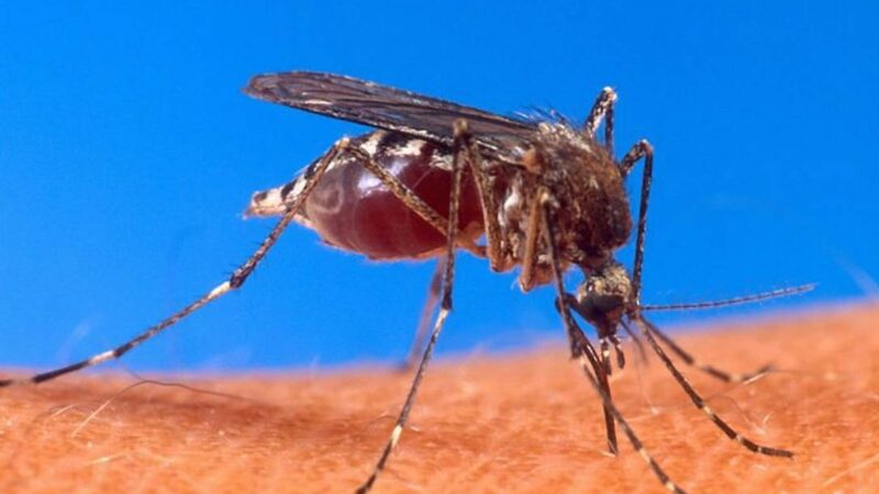 Betim libera mosquito contra a dengue em cinco bairros da cidade