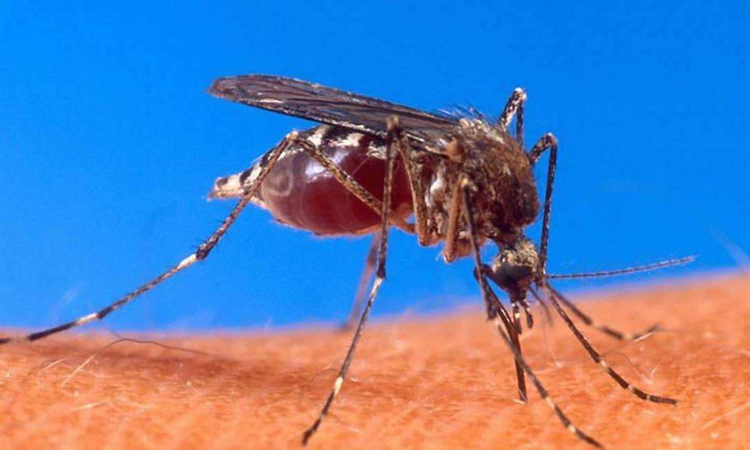 Betim libera mosquito contra a dengue em cinco bairros da cidade