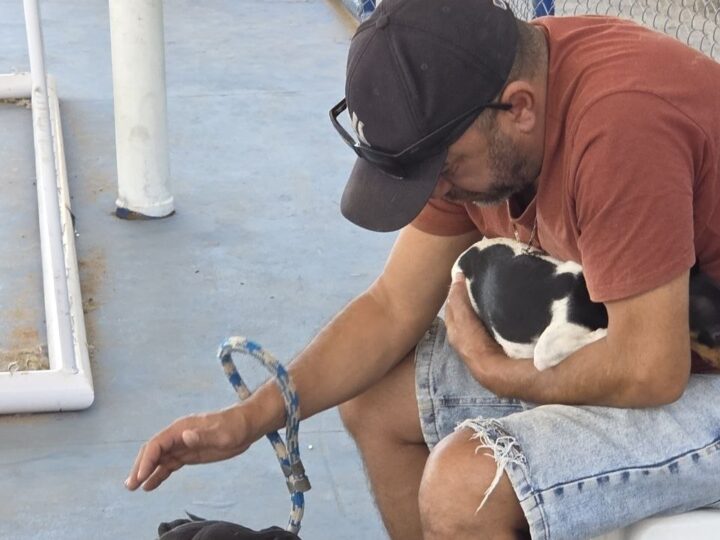 Castramóvel no Jardim Teresópolis atende cães e gatos
