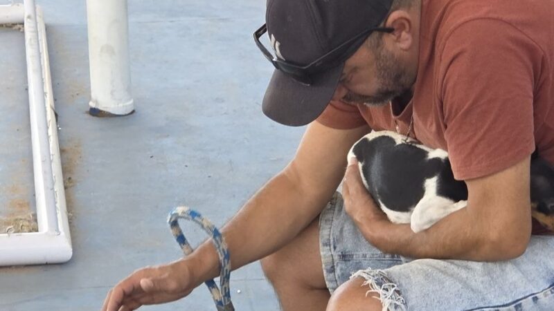 Castramóvel no Jardim Teresópolis atende cães e gatos
